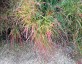 Stipa arundinacea - small image 3