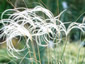 Stipa barbata - small image 3