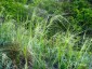 Stipa capillata - small image 3