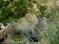 Stipa gigantea - small image 3