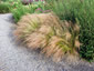 Stipa tenuissima - small image 3
