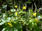 Stylophorum lasiocarpum - small image 3