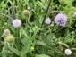 Succisella 'Frosted Pearls' - small image 3