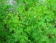 Taenidia integerrima - small image 3