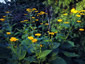 Telekia speciosa - small image 3