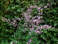 Thalictrum delavayi - small image 3