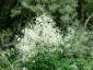 Thalictrum delavayi 'Album' - small image 3