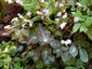 Thalictrum ichangengse - small image 3