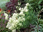 Thalictrum lucidum - small image 3