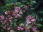 Thalictrum rochebrunianum AGM - small image 3
