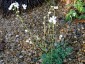Thalictrum tuberosum - small image 3