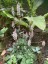 Tiarella 'Pink Skyrocket' - small image 3