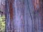 Toona sinensis - small image 3