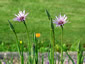 Tragopogon crocifolius - small image 3