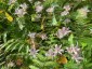 Tricyrtis hirta - small image 3