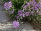 Tulbaghia violacea - small image 3