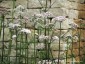Valeriana officinalis - small image 3