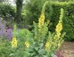 Verbascum creticum - small image 3