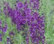 Verbascum phoeniceum 'Violetta' - small image 3
