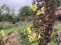 Verbascum roripifolium - small image 3