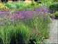 Verbena bonariensis - small image 3