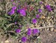 Verbena rigida - small image 3
