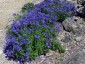 Veronica prostrata AGM - small image 3