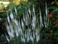 Veronicastrum virginicum 'Album' - small image 3