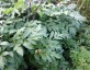 Xanthogalum purpurescens - small image 3