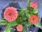 Zinnia elegans 'Benary's Giant Salmon Rose' AGM - small image 3