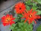 Zinnia elegans 'Inca' - small image 3