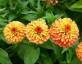 Zinnia elegans 'Queen Lime Orange' - small image 3