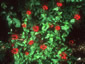 Zinnia peruviana 'Red Spider' - small image 3