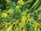 Zizia aurea - small image 3