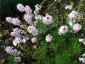 Aethionema grandiflorum - small image 4