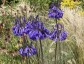 Agapanthus inapertus - small image 4