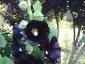 Alcea rosea 'Nigra' - small image 4