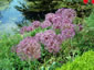 Allium cristophii AGM - small image 4