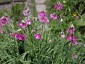 Allium insubricum AGM - small image 4