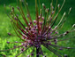 Allium schubertii - small image 4