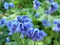 Allium sikkimense - small image 4