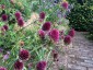 Allium sphaerocephalon - small image 4