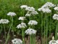 Allium tuberosum - small image 4