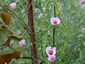 Althaea cannabina - small image 4