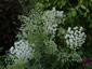 Ammi majus - small image 4