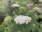Ammi visnaga - small image 4