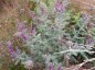 Amorpha canescens - small image 4