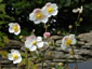 Anemone hupehensis ssp. hupehensis alba - small image 4