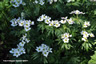 Anemone narcissiflora - small image 4