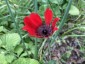 Anemone pavonina red - small image 4